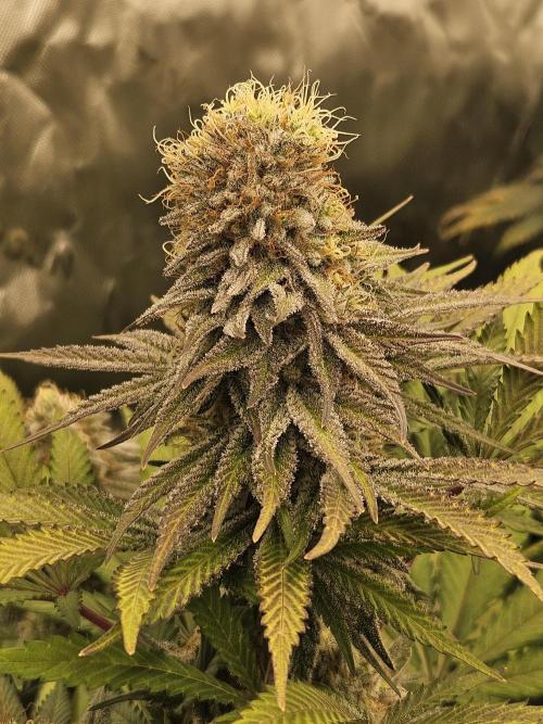 Celery Mutation - Lemon Orange. Week 16