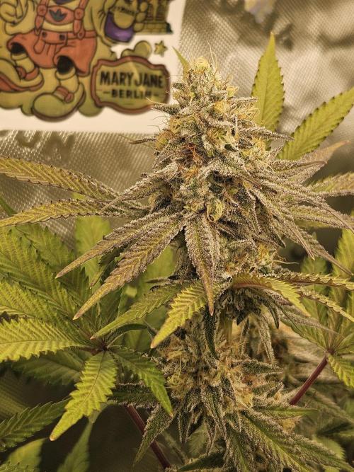 Celery Mutation - Lemon Orange. Week 16