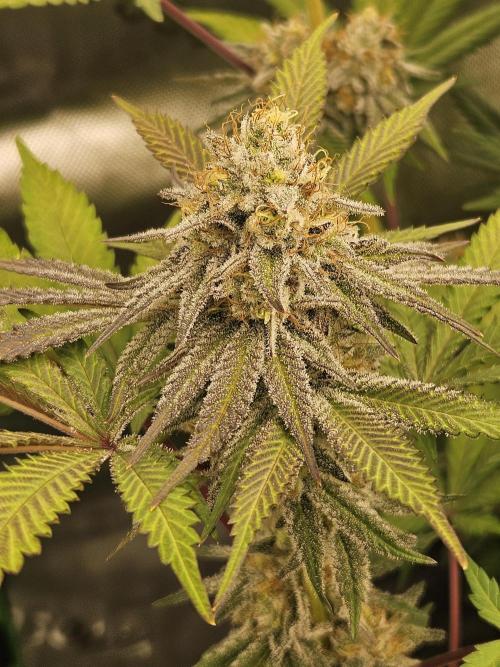 Celery Mutation - Lemon Orange. Week 16