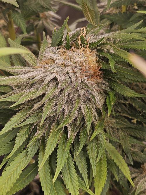 Celery Mutation - Lemon Orange. Week 16