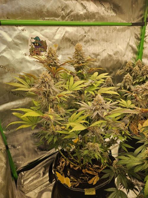 Celery Mutation - Lemon Orange. Week 16