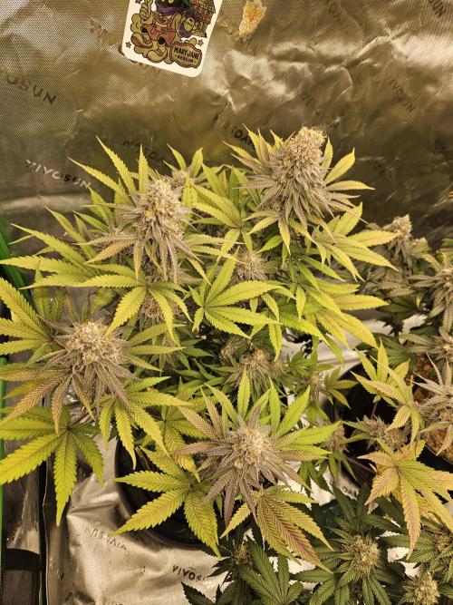 Celery Mutation - Lemon Orange. Week 16