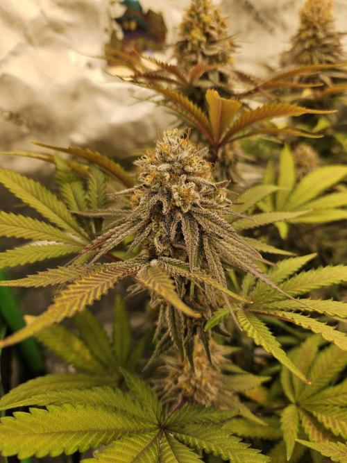 Celery Mutation - Lemon Orange. Week 16