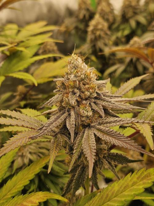 Celery Mutation - Lemon Orange. Week 16