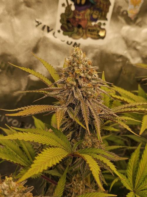 Celery Mutation - Lemon Orange. Week 16