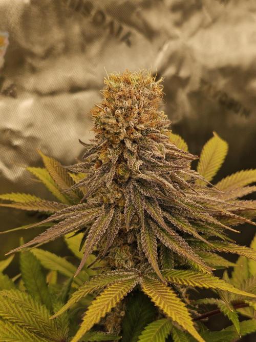 Celery Mutation - Lemon Orange. Week 16