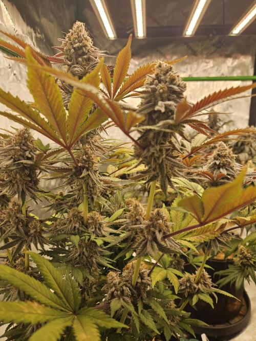 Celery Mutation - Lemon Orange. Week 16