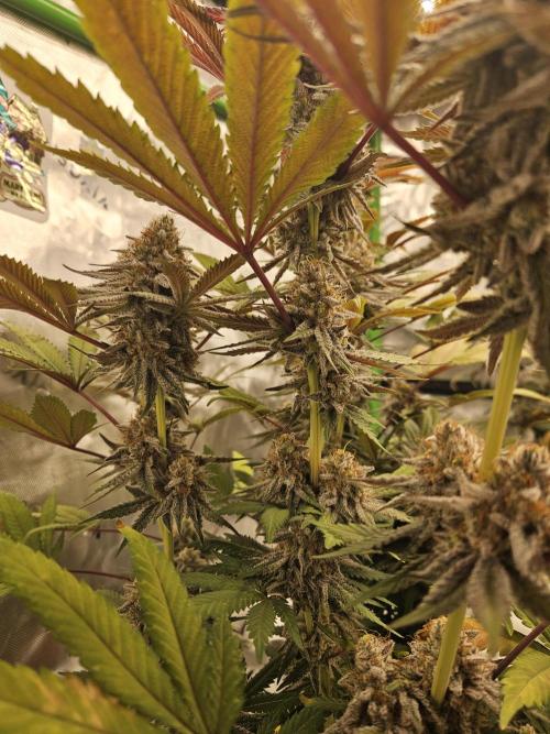 Celery Mutation - Lemon Orange. Week 16