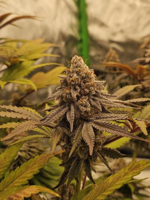 Celery Mutation - Lemon Orange. Week 16