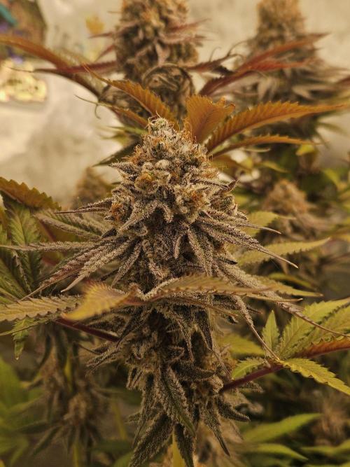 Celery Mutation - Lemon Orange. Week 16