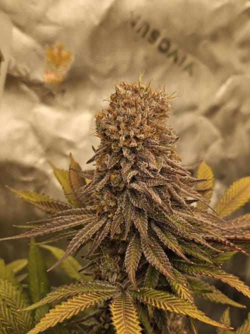 Celery Mutation - Lemon Orange. Week 16