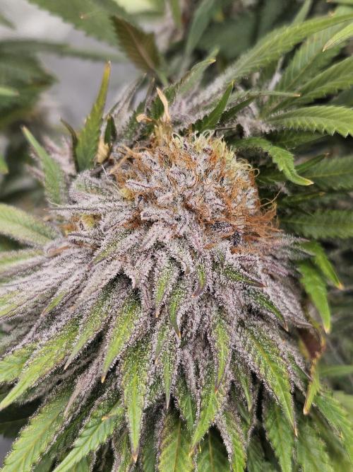 Celery Mutation - Lemon Orange. Week 16