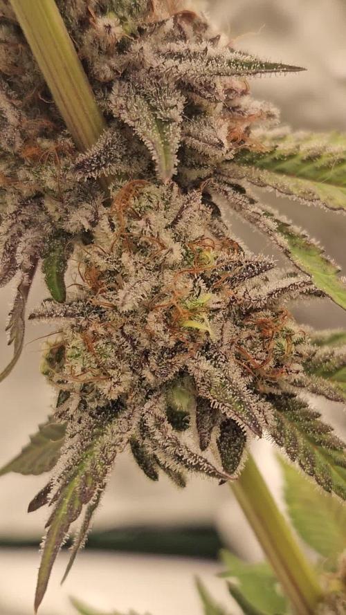 Celery Mutation - Lemon Orange