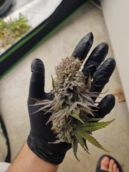 Celery Mutation - Lemon Orange. Week 16