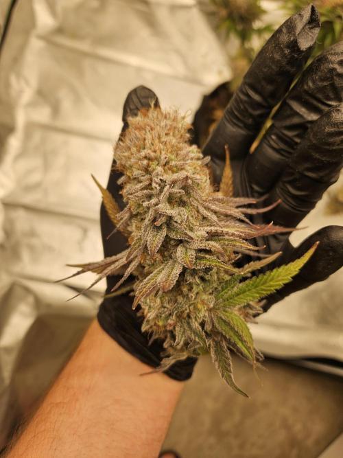 Celery Mutation - Lemon Orange. Week 16