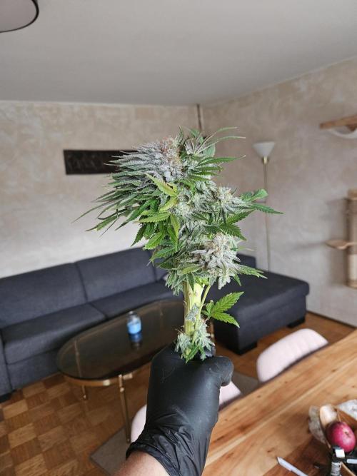 Celery Mutation - Lemon Orange. Week 16