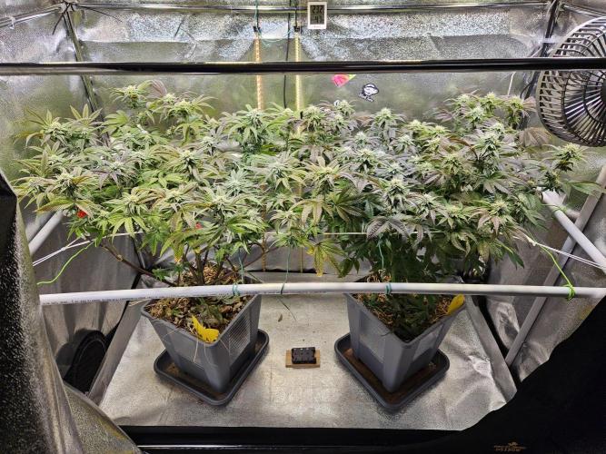 Gas Gimlet #1 & #2 - Wizard Trees. Week 11 - #1 left #2 right