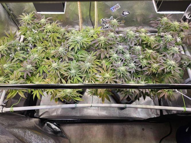 Gas Gimlet #1 & #2 - Wizard Trees. Week 11