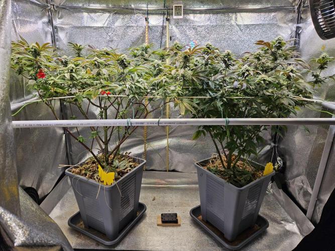 Gas Gimlet #1 & #2 - Wizard Trees. Week 11