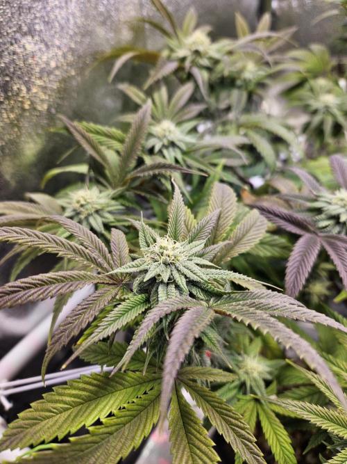 Gas Gimlet #1 & #2 - Wizard Trees. Week 11 - #1