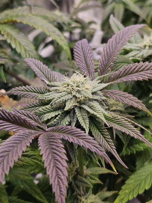 Gas Gimlet #1 & #2 - Wizard Trees. Week 11 - #1