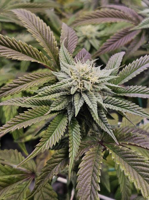 Gas Gimlet #1 & #2 - Wizard Trees. Week 11 - #1