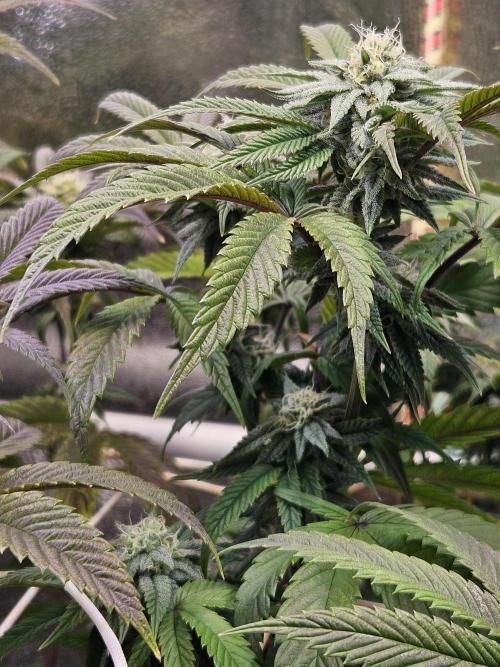 Gas Gimlet #1 & #2 - Wizard Trees. Week 11 - #1