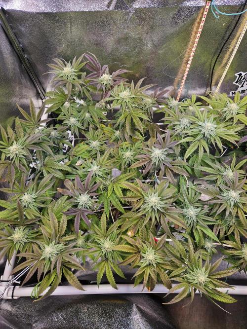 Gas Gimlet #1 & #2 - Wizard Trees. Week 11 - #1