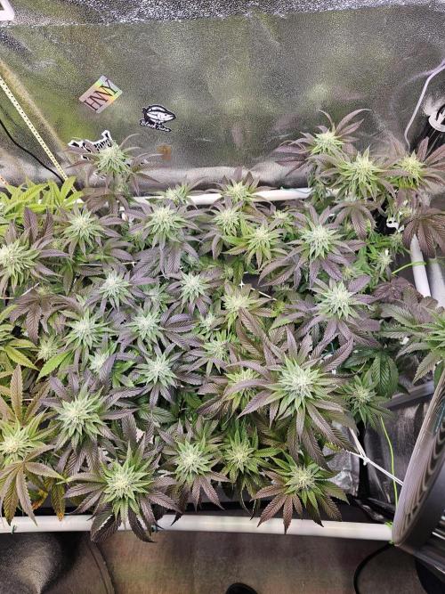 Gas Gimlet #1 & #2 - Wizard Trees. Week 11 - #2