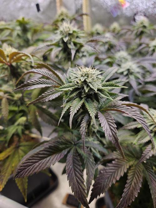 Gas Gimlet #1 & #2 - Wizard Trees. Week 11 - #2