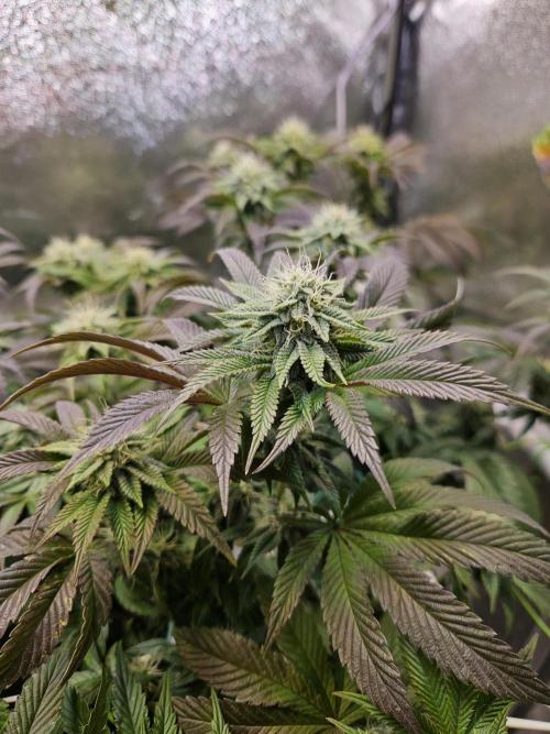 Gas Gimlet #1 & #2 - Wizard Trees. Week 11 - #2