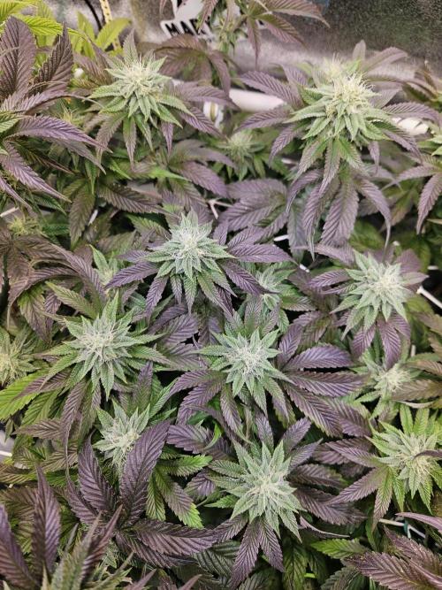 Gas Gimlet #1 & #2 - Wizard Trees. Week 11 - #2