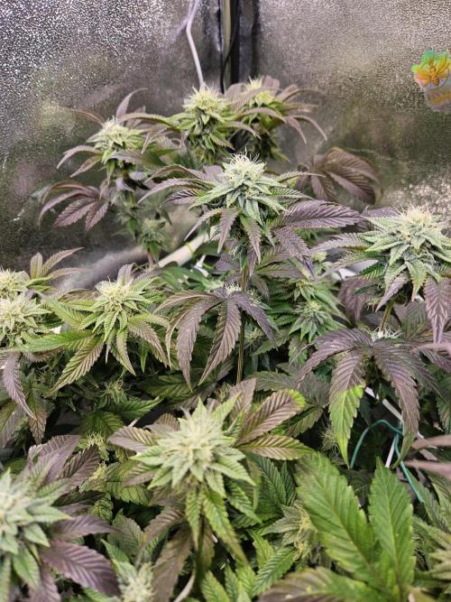 Gas Gimlet #1 & #2 - Wizard Trees. Week 11 - #2