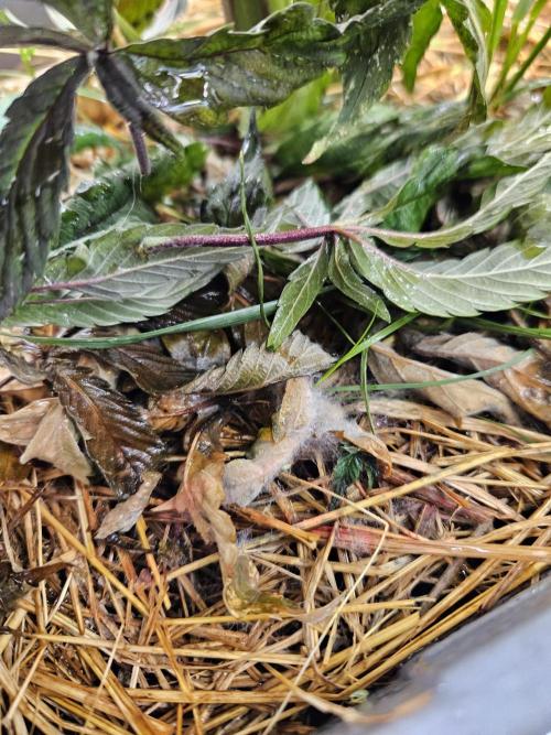 Gas Gimlet #1 & #2 - Wizard Trees. Week 11 - myzel