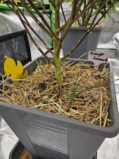 Midnight Lemonade - HNNY HMP. Week 11