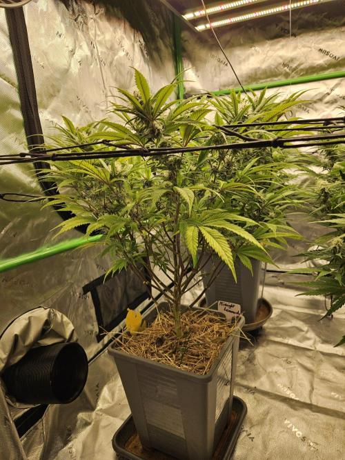 Midnight Lemonade - HNNY HMP. Week 11