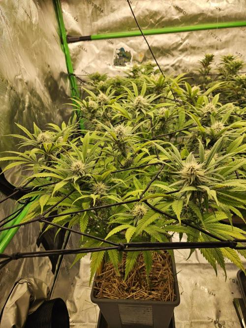 Midnight Lemonade - HNNY HMP. Week 11