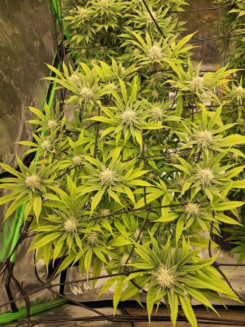 Midnight Lemonade - HNNY HMP. Week 11