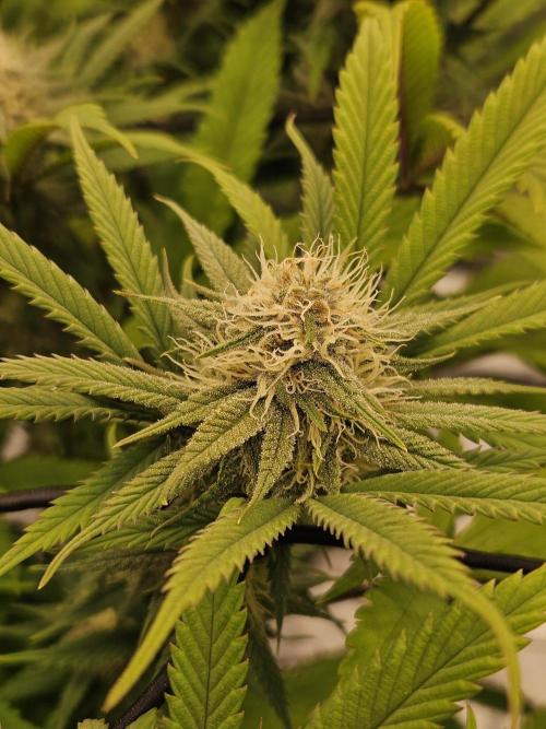 Midnight Lemonade - HNNY HMP. Week 11