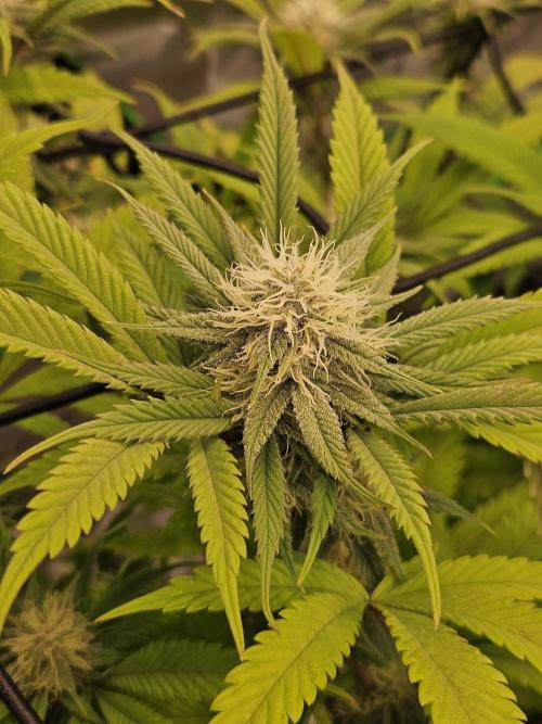 Midnight Lemonade - HNNY HMP. Week 11