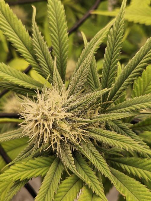 Midnight Lemonade - HNNY HMP. Week 11