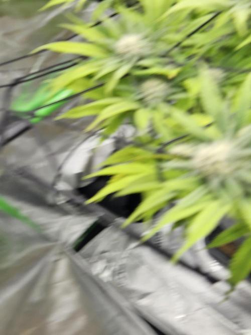 Midnight Lemonade - HNNY HMP. Week 11