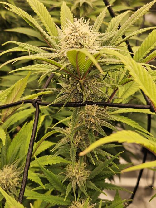 Midnight Lemonade - HNNY HMP. Week 11