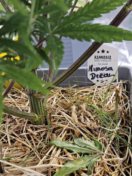 Mimosa Dream - Kannabia. Week 11