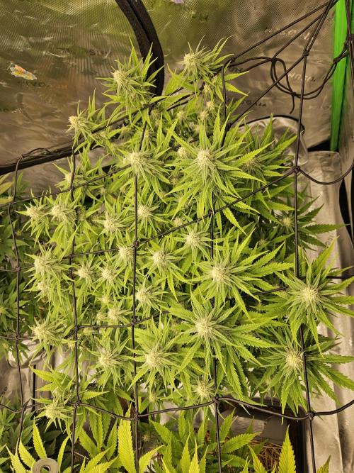 Mimosa Dream - Kannabia. Week 11