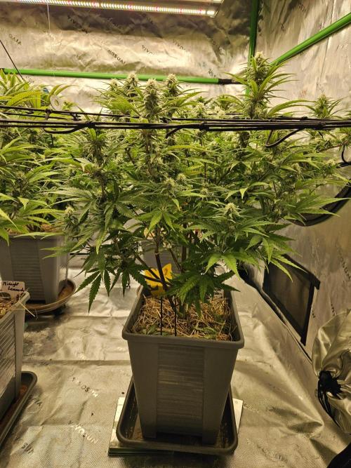 Mimosa Dream - Kannabia. Week 11