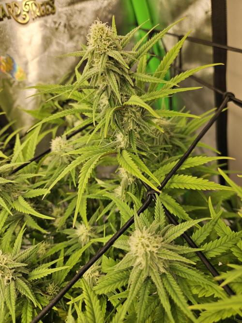 Mimosa Dream - Kannabia. Week 11