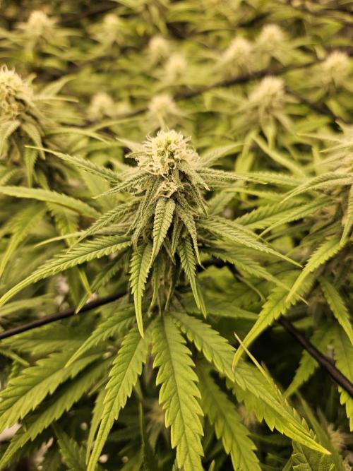 Mimosa Dream - Kannabia. Week 11