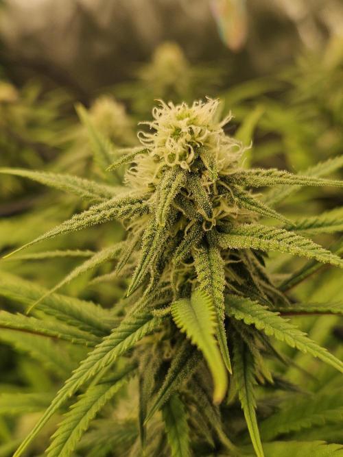 Mimosa Dream - Kannabia. Week 11