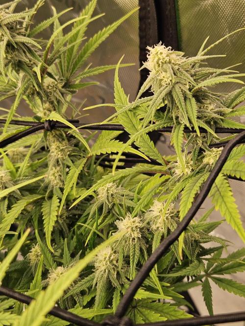 Mimosa Dream - Kannabia. Week 11